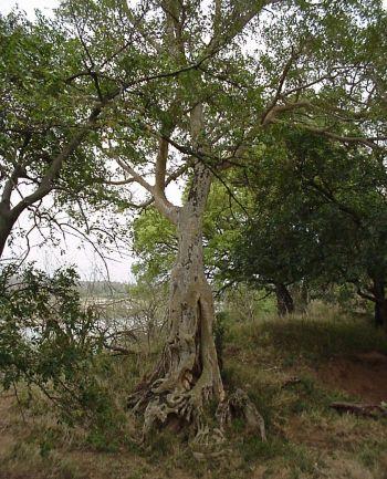 Ficus sycomorus, in habitat. (Geoff Nichols)