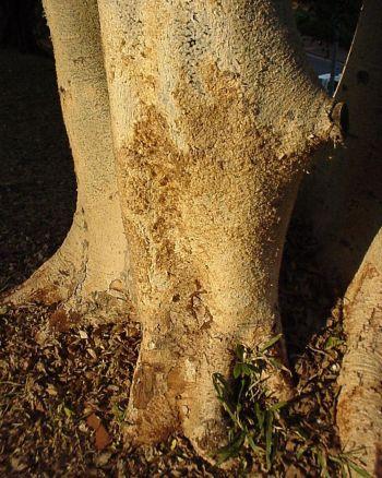 Ficus sycomorus, bark. (Geoff Nichols)