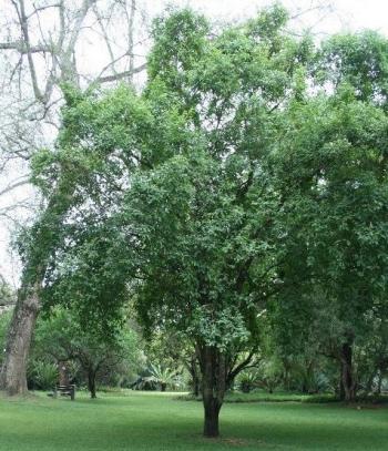 Xanthocercis zambesiaca, growing in the Lowveld National Botanical Garden.