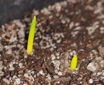 Willdenowia incurvata, seedlings.