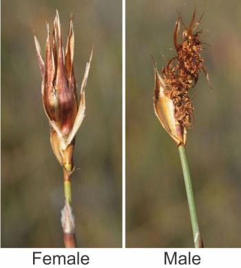 Willdenowia incurvata, inflorescences, female Left and male Right. (Photo H.P. Linder)