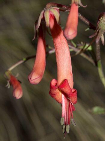 Phygelius capensis, flowers. (Photo Geoff Nichols) 