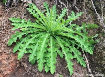 Papaver aculeatum, a young plant in Knynsna. Photo Martin Hatchuel