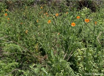 Papaver aculeatum, growing in Fort Nottingham, KZN. Photo SAplants