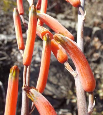 Astroloba rubriflora, green tipped red flowers.