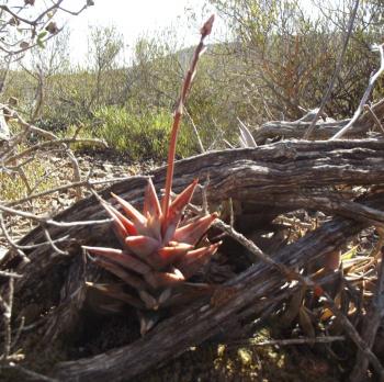 Astroloba rubriflora in habitat.