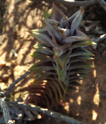 Astroloba rubriflora in habitat.