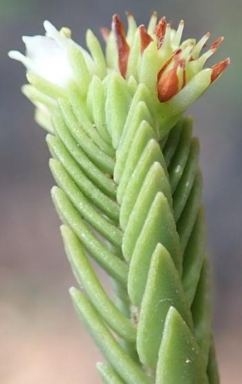 Crassula ericoides subsp. ericoides (Nicola van Berkel)