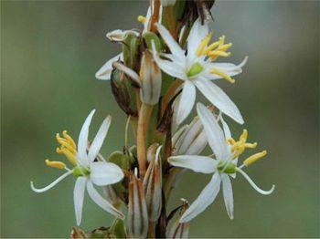 Chlorophytum bowkeri (Mary Sue Ittner)