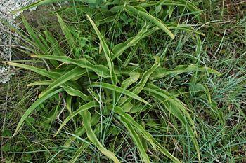 Chlorophytum bowkeri, leaves. (Mary Sue Ittner)