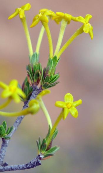 Lasiosiphon deserticola 