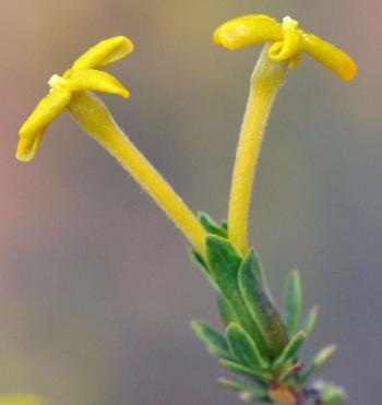 Lasiosiphon deserticola 