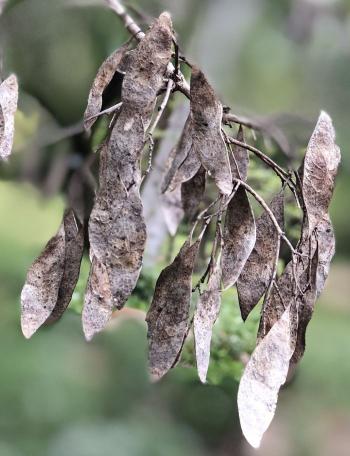 Dalbergia melanoxylon, mature fruits.