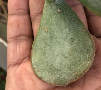 Adromischus maculatus