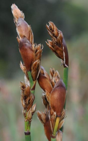 Elegia fenestrata female, seeding. (Photo Alice Notten)