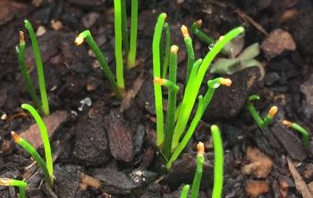 Elegia fenestrata seedlings. (Photo Mashudu Nndanduleni)