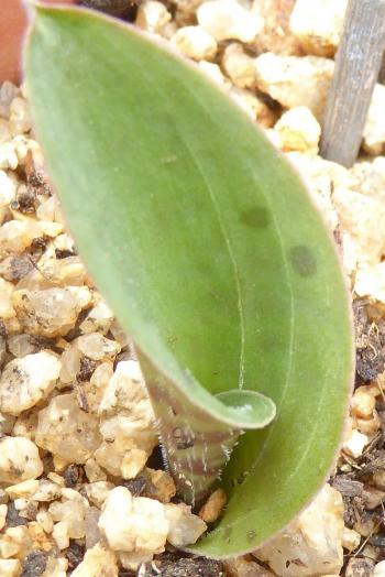 Ledebouria linioseta, leaf.