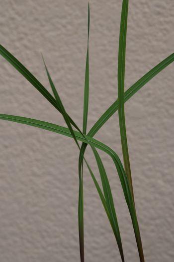 Gladiolus stefaniae showing linear leaves of a non-flowering plant. (Photo Graham Duncan)