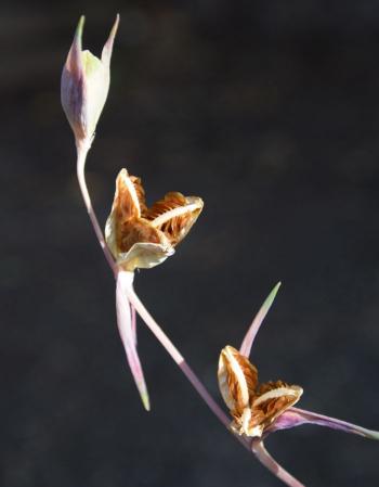 Gladiolus stefaniae ripe capsules and seeds. (Photo Graham Duncan)