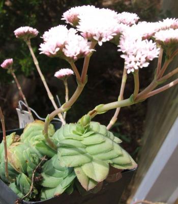 Crassula cremnophila in cultivation at Kirstenbosch National Botanical Garden. Note the tubular, pink flowers. 