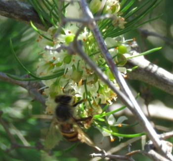 Asparagus retrofractus flowers are visited by bees (Photo Hedi Stummer)