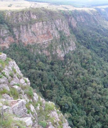 Aloe andersonii habitat, the upper cliff margin.