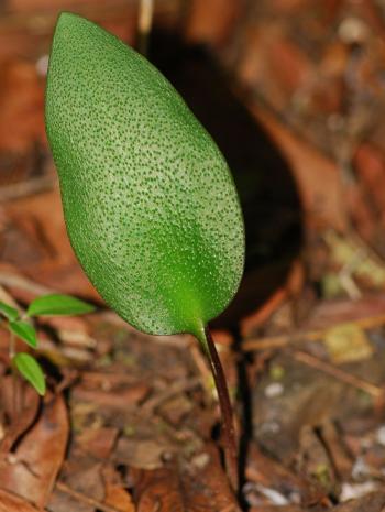 Ledebouria loskopica, leaf.