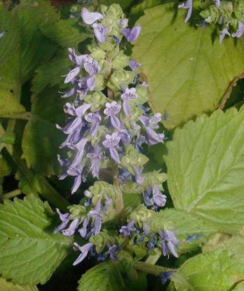 Aeollanthus rydingianus in flower in its habitat, in winter, on the Omavanda Cave.