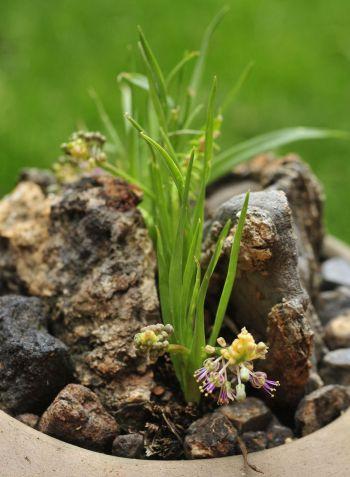 Ledebouria leptophylla, in a container. (Photo Connal Oosterbroek)