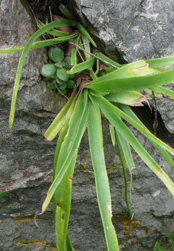 Aloe condyae in a sandstone rock crevice in its natural habitat.