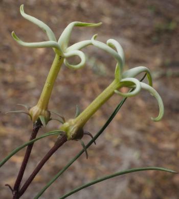 Orthanthera gossweileri. (Photo iNaturalist)