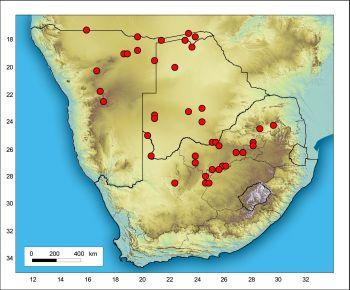 Distribution of Orthanthera jasminiflora in the Flora of southern Africa (FSA) region based on specimens at the National Herbarium (PRE).