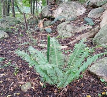 Encephalartos ngoyanus in the Lowveld NBG. (Photo Velephi Ngwenya)