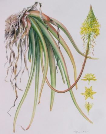 Bulbine latifolia var. curvata, an illustration by Vicki Thomas of the type plant grown at Kirstenbosch National Botanical Garden, from Keurkloof near the Kouga River. 