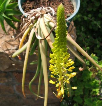 Bulbine latifolia var. curvata in flower in a container at Kirstenbosch National Botanical Garden.  