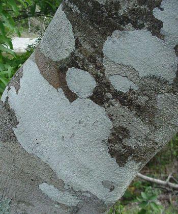 Diospyros natalensis, bark. Photo Geoff Nichols