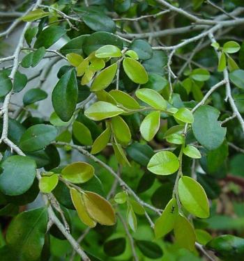 Diospyros natalensis, leaves. Photo Geoff Nichols