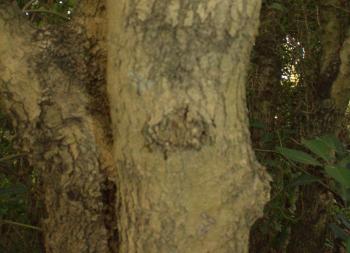 Dovyalis longispina, trunk. Photo Mpho Mathalauga