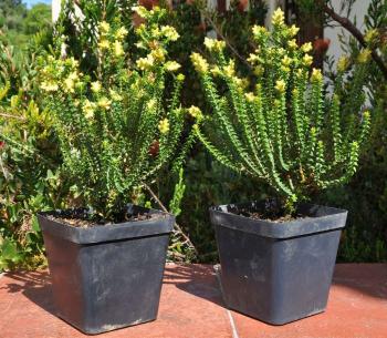 Penaea mucronata, in pots.