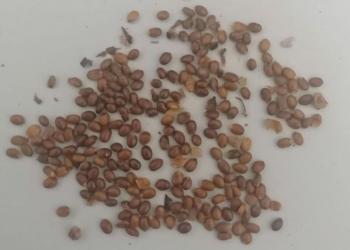 Syncolostemon incanus seeds.