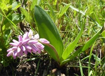 Ledebouria lachenalioides, in flower. ANDREW HANKEY