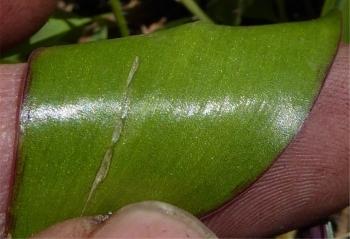 Ledebouria lachenalioides, leaf showing hairs. ANDREW HANKEY