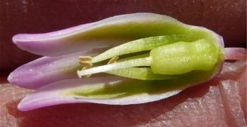 Ledebouria lachenalioides, flower dissected. ANDREW HANKEY