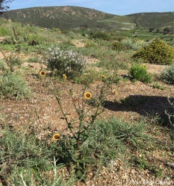 Osteospermum monstrosum in its natural habitat in Namaqualand 