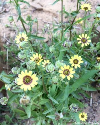 Osteospermum monstrosum growing in favourable conditions