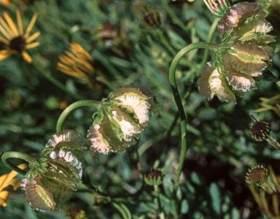 Osteospermum oppositifolium, winged seeds.