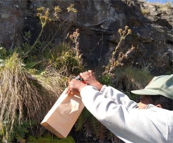 Collecting seeds of Berkheya multijuga