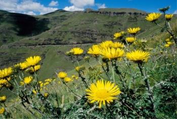 Berkheya multijuga in flower in habitat (Photo SANBI)