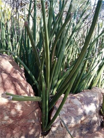 Sansevieria pearsonii 