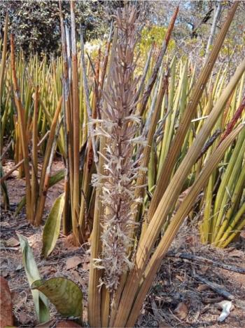 Sansevieria pearsonii in flower